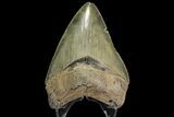 Serrated, Fossil Megalodon Tooth - Georgia #142356-2